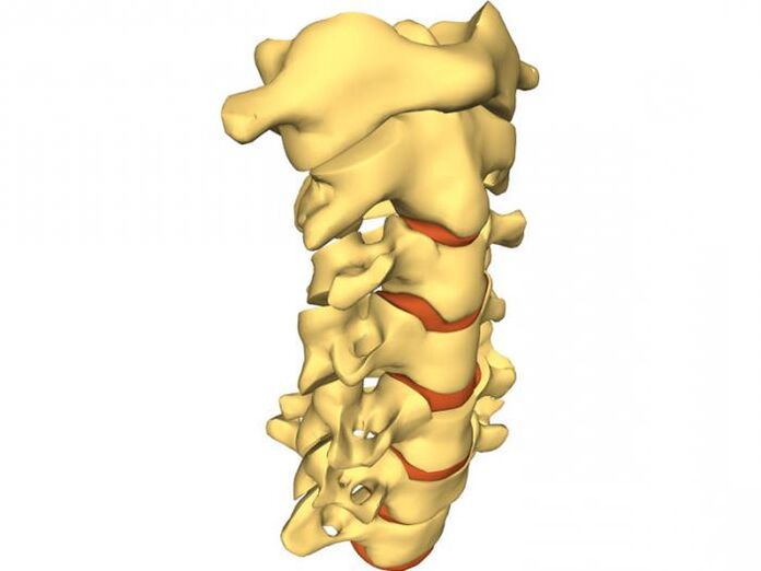 La colonna vertebrale è incline all'osteocondrosi